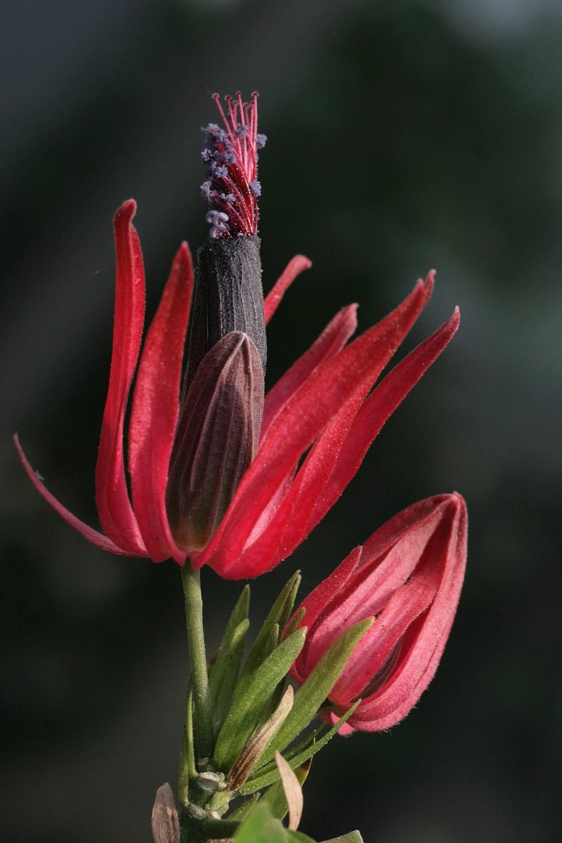 Otherworldly Blooms